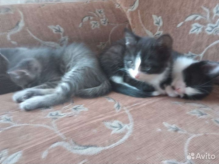 Кошка в дар бесплатно