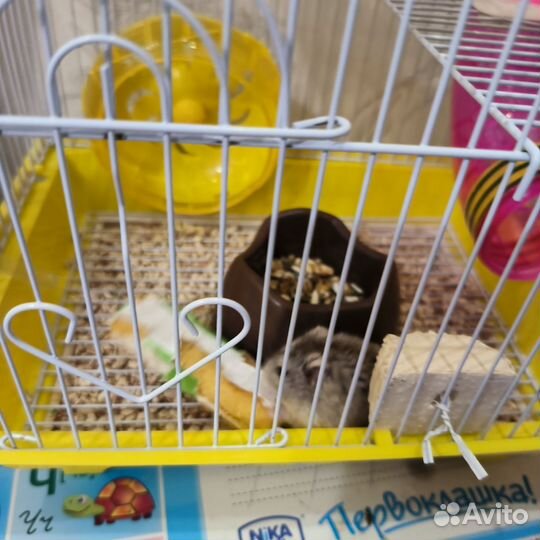 Хомяк с клеткой