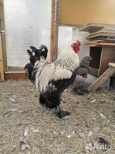 Петух брама