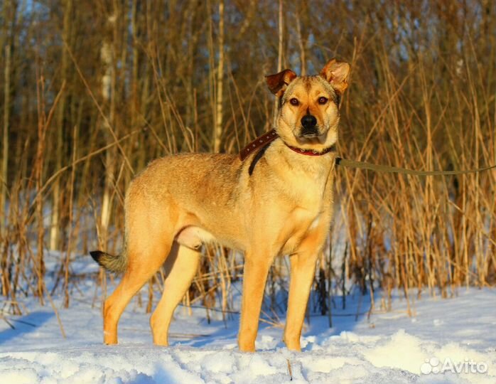 Остин ищет дом