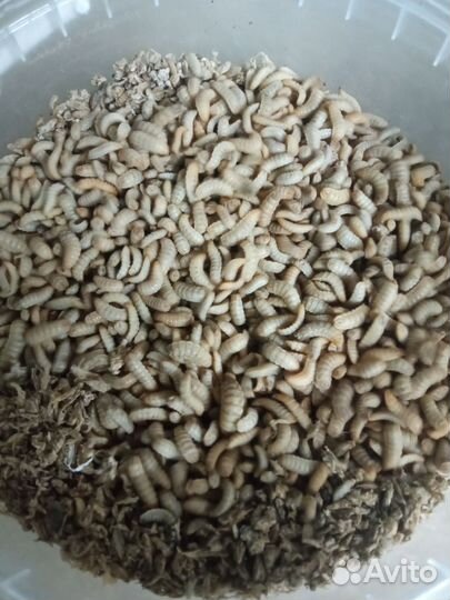 Черная львинка