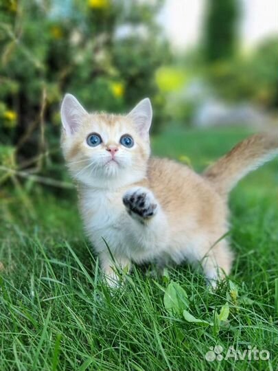 Золотая шиншилла мальчик с родословной