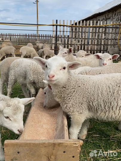 Тексель ташлинские овцы ярки