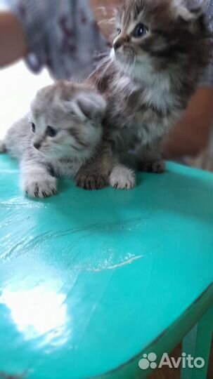 Вислоухие котята