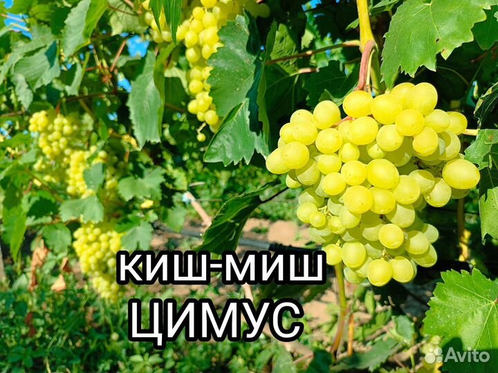 Аватар, Ламборджини, Хеллоуин оптом