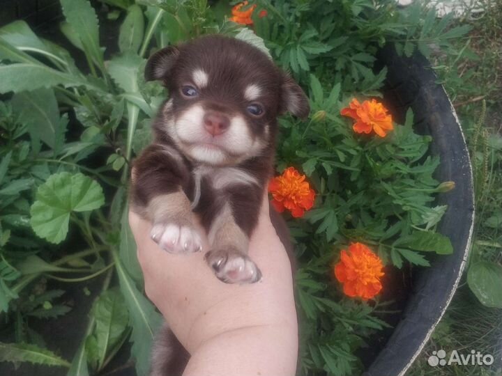 Щенки чихуахуа