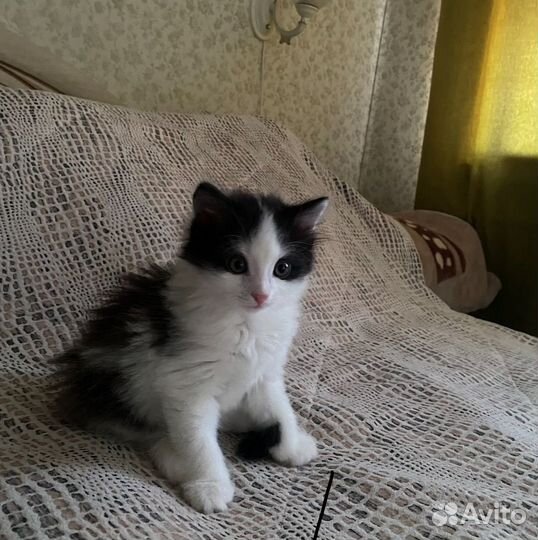 Отдают бесплатно котят