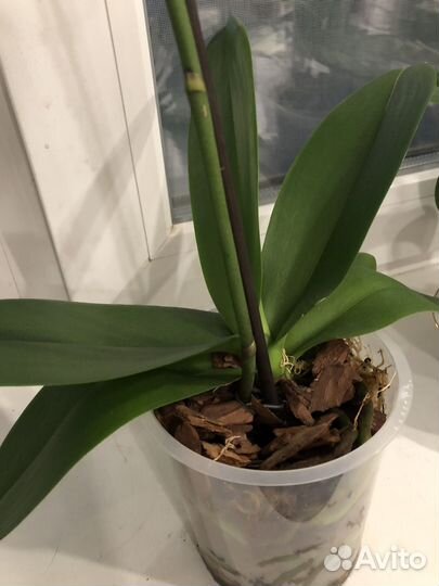 Орхидея фаленопсис