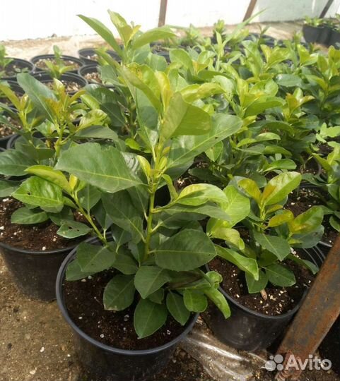 Лавровишня Этна, опт