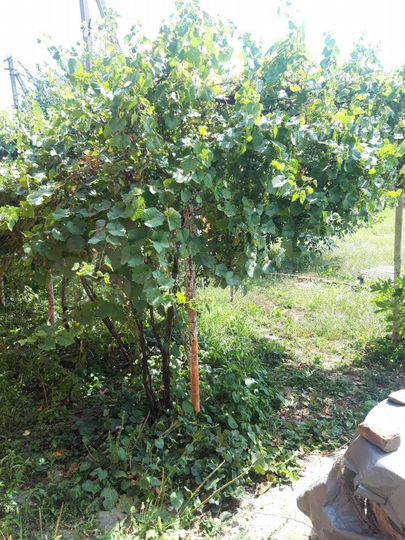 Дом 53 м² на участке 6 сот.