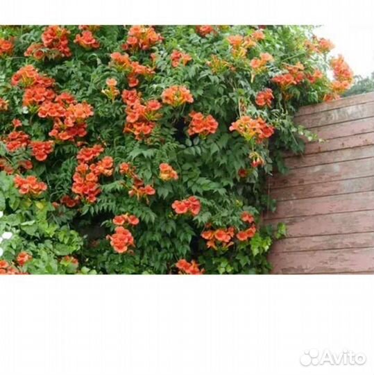 Кампсис и другие многолетники