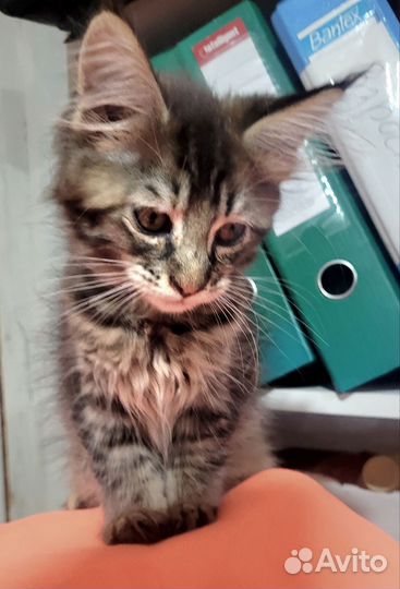 Котята мейн-кун в добрые руки