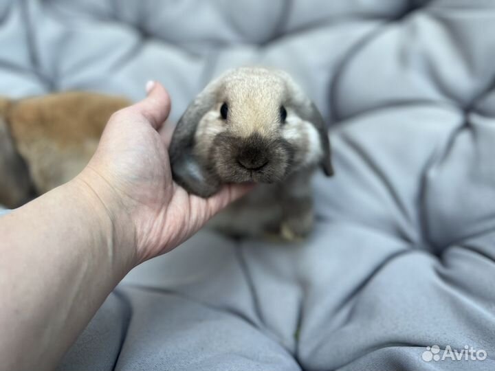 Декоративные кролики