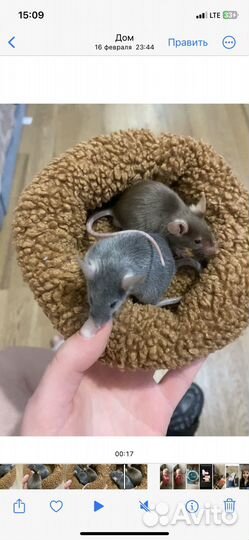 Декоративные мышки(сатиновые)