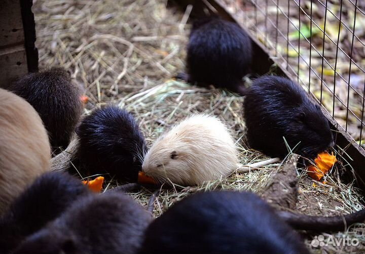 Щенки нутрий разного окраса