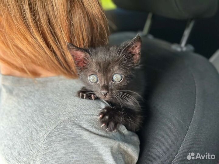 Черный котенок