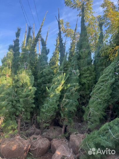 Сосна 6,5 метра