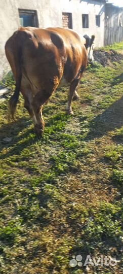 Корова дойная