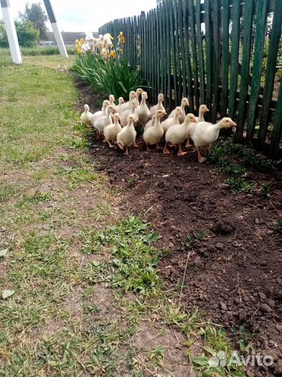 Гусята 17дней 10шт 3000р