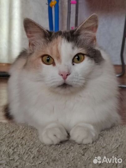 Кошка в добрые руки