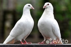 Белые голуби