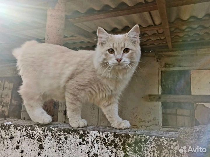 Котенок