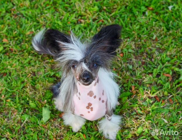 голая маленькая доченька" 