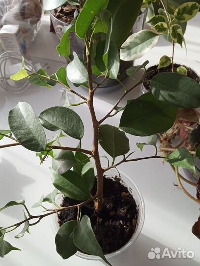 Комнатные цветы