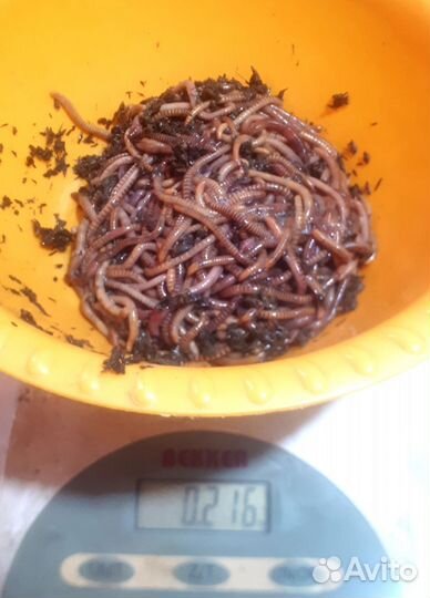 Калифорнийские черви