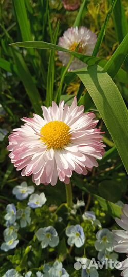 Маргаритки