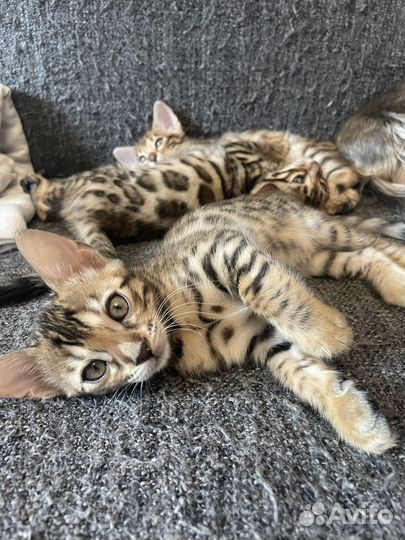 Бенгальская