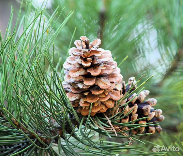 Сосна обыкновенная