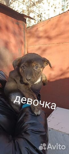 Щенки бесплатно
