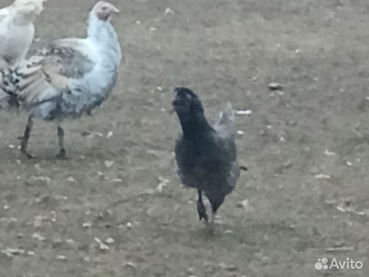 Молодые петухи