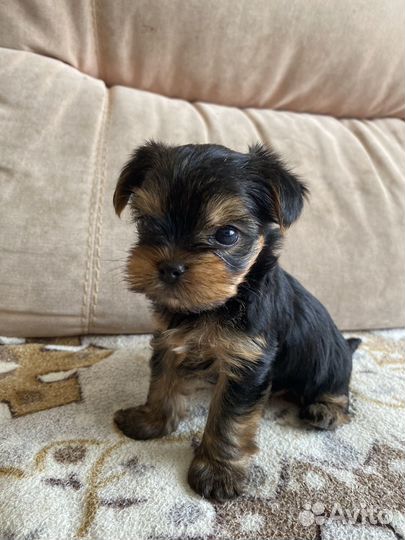 Йоркширский терьер