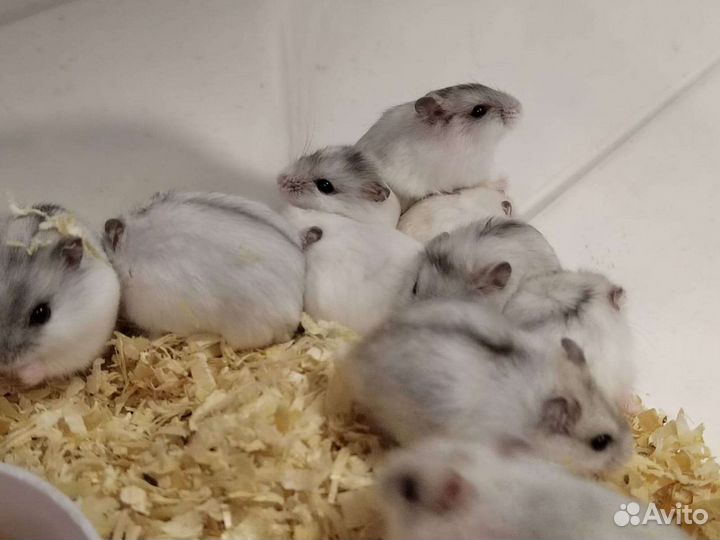 Джунгарский хомяк