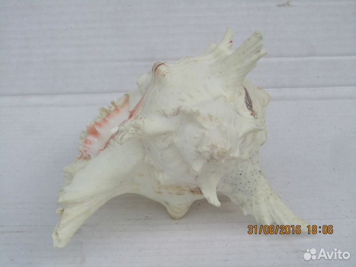 Продаются ракушки