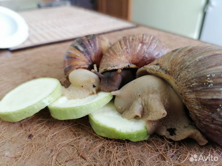Улитки ахатины бесплатно