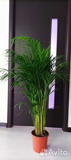 Пальма Арека, высота155- 160 см