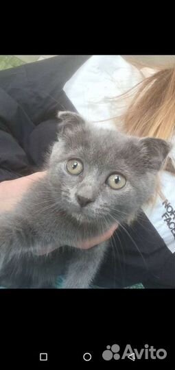 Вислоухий котёнок