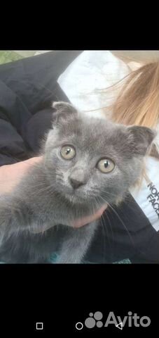 Вислоухий котёнок