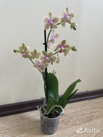 Орхидея фаленопсис мультифлора кусто