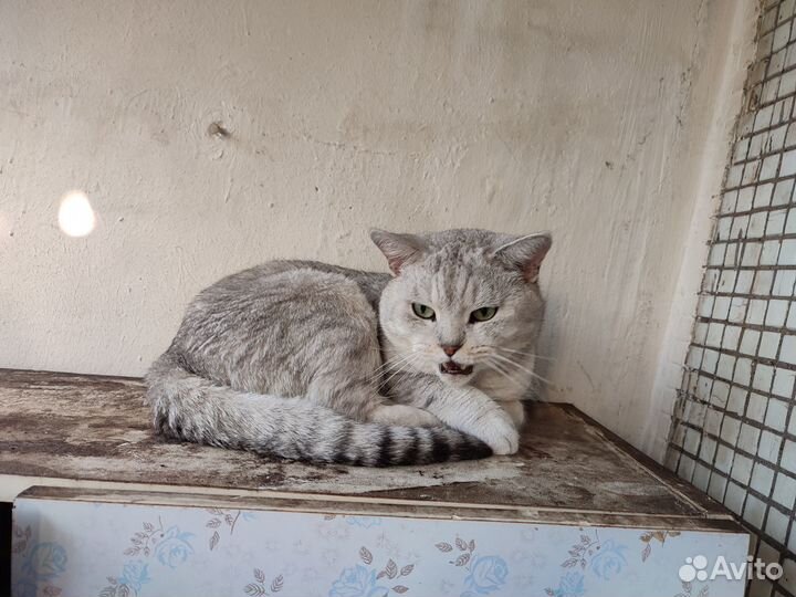 Коты кошки котята