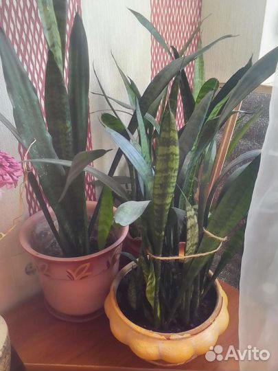 Сансевиерия