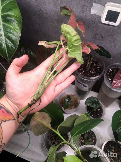 Сингониум неон робуста