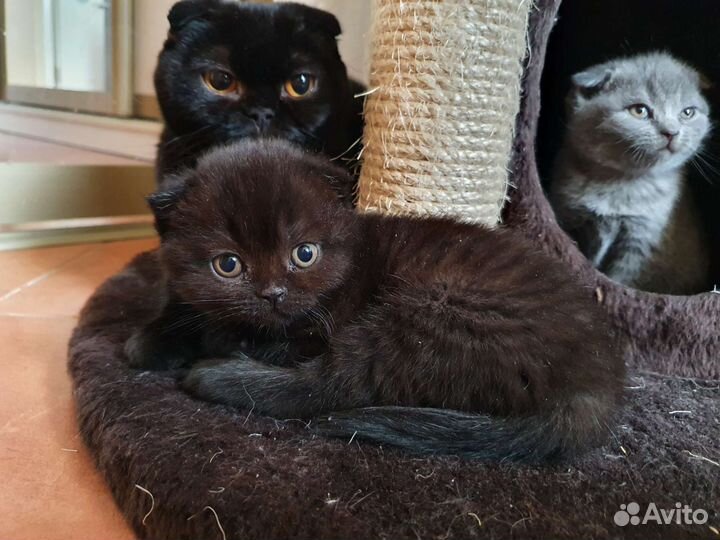 Шотландская вислоухая кошка черная