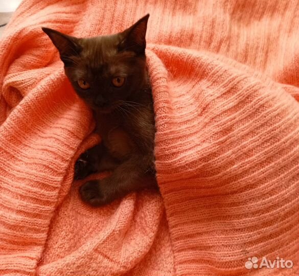 Котята бурманские