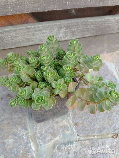 Очиток,седум почвопокровный