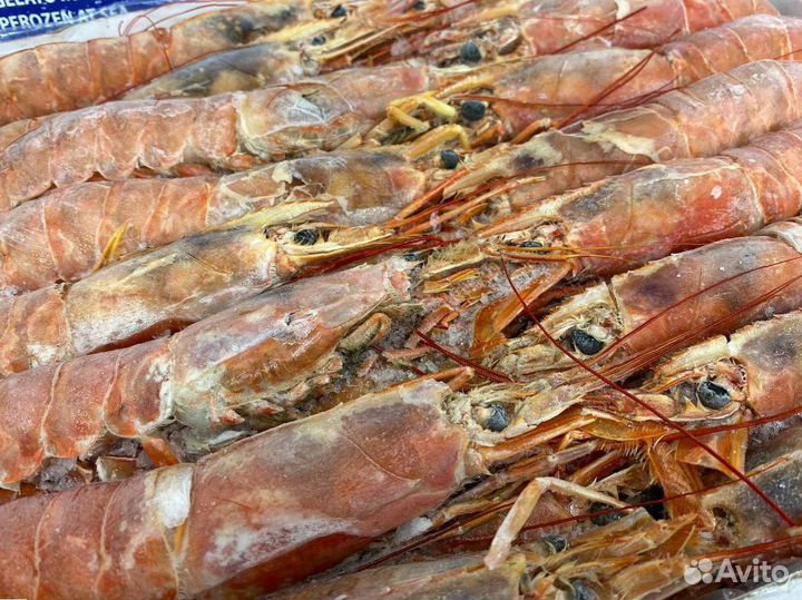 Лангустины L1 крупный. Свежий улов