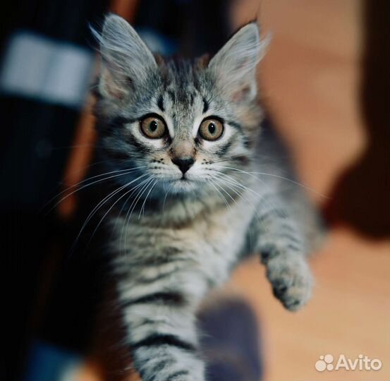 Пушистый котёнок рыська ищет дом